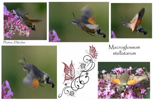 Macroglossum stellatarum